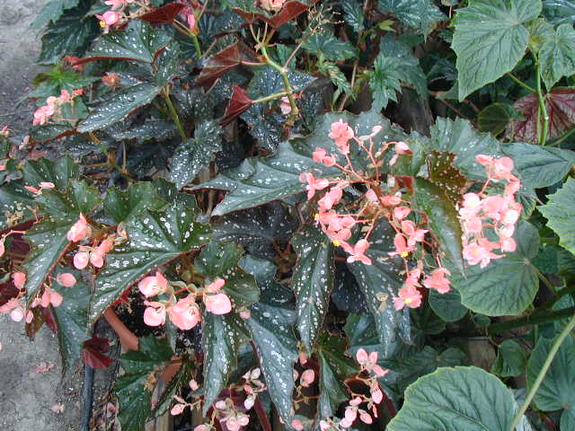 B. ‘Dotsy’